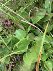 Parnassia glauca