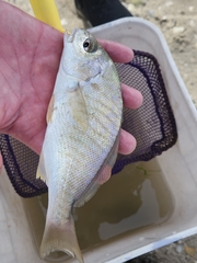 Leiostomus xanthurus