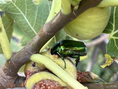 Protaetia speciosissima