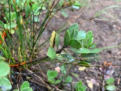 Arctostaphylos nevadensis