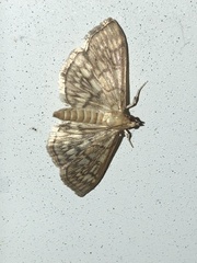 Herpetogramma pertextalis