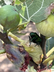 Protaetia speciosissima
