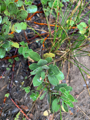 Arctostaphylos nevadensis