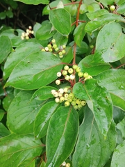 Cornus racemosa