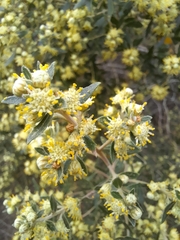 Baccharis dracunculifolia