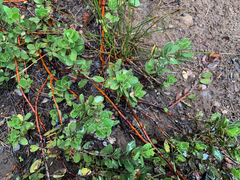 Arctostaphylos nevadensis