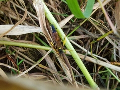 Ichneumon