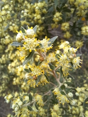 Baccharis dracunculifolia