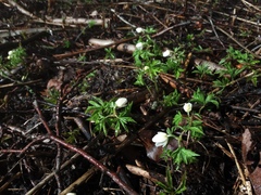 Anemonoides nemorosa