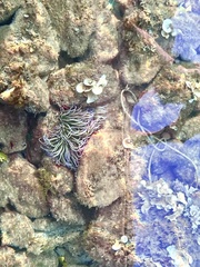 Anemonia viridis