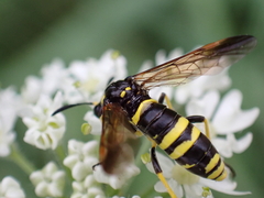 Tenthredo marginella