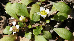 Phlegmatospermum eremaeum