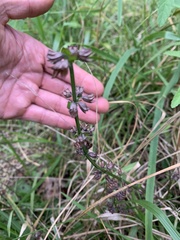 Salvia lyrata
