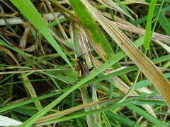 Ichneumon