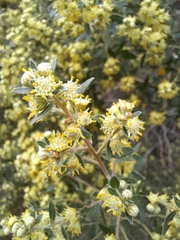 Baccharis dracunculifolia
