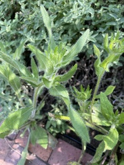 Rudbeckia hirta