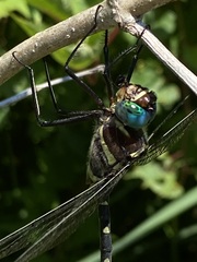Macromia