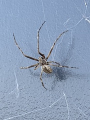 Larinioides sclopetarius