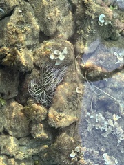 Anemonia viridis