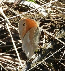 Coenonympha california