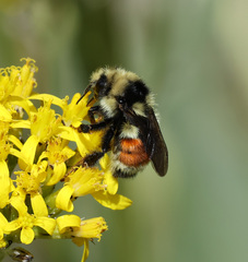 Bombus bifarius