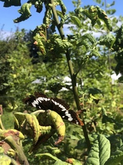 Limenitis lorquini