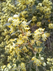 Baccharis dracunculifolia