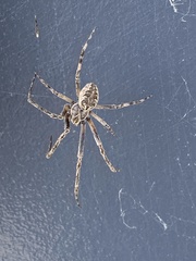 Larinioides sclopetarius
