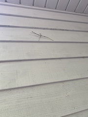 Diapheromera femorata