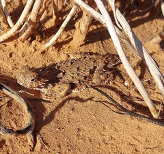 Phrynosoma goodei