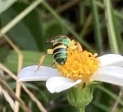 Agapostemon poeyi