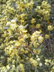 Baccharis dracunculifolia