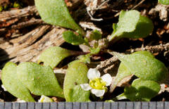 Phlegmatospermum eremaeum