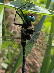 Macromia
