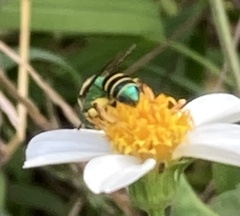 Agapostemon poeyi
