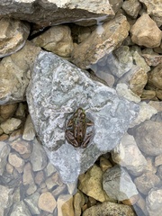 Lithobates septentrionalis
