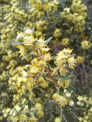 Baccharis dracunculifolia