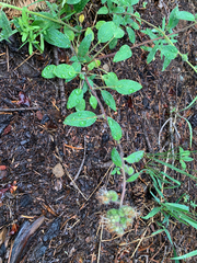 Phacelia