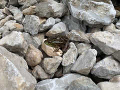 Lithobates septentrionalis