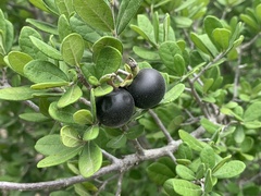 Diospyros texana