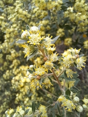 Baccharis dracunculifolia
