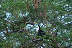 Ramphastos tucanus