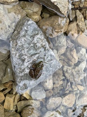 Lithobates septentrionalis