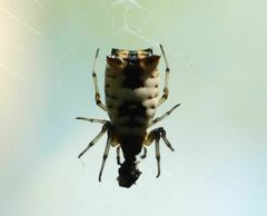 Micrathena mitrata