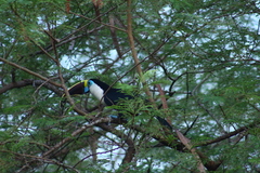 Ramphastos tucanus