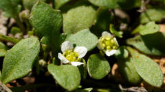 Phlegmatospermum eremaeum