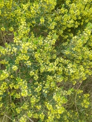 Baccharis dracunculifolia
