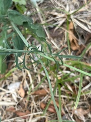 Sixalix atropurpurea