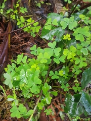Oxalis pes-caprae
