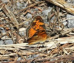 Phyciodes